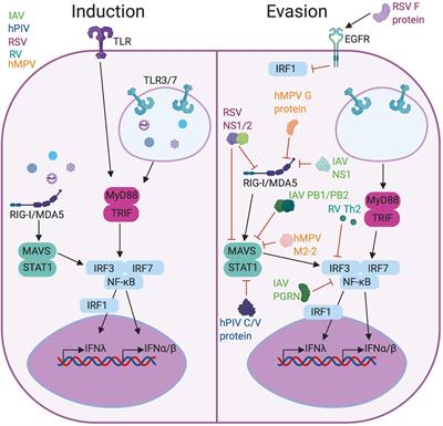 Insights Into Type I and III Interferons in Asthma and Exacerbations